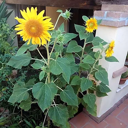 Gasthof Affitto In Zona Residenziale *